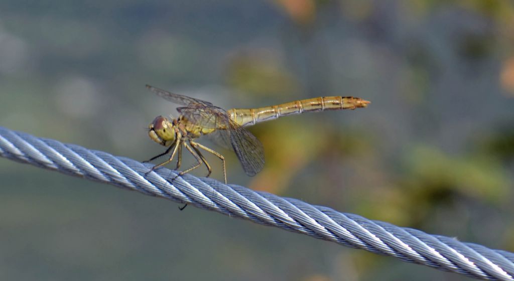 Quale Sympetrum ? S. meridionale